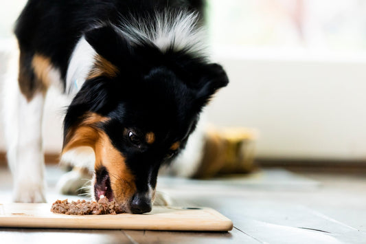 Tricolour Australian Shepherd eating wet food from a wooden board