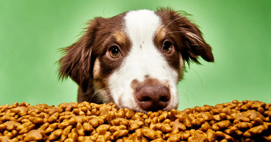 Brown and white spaniel puppy looking over a pile of dry dog food