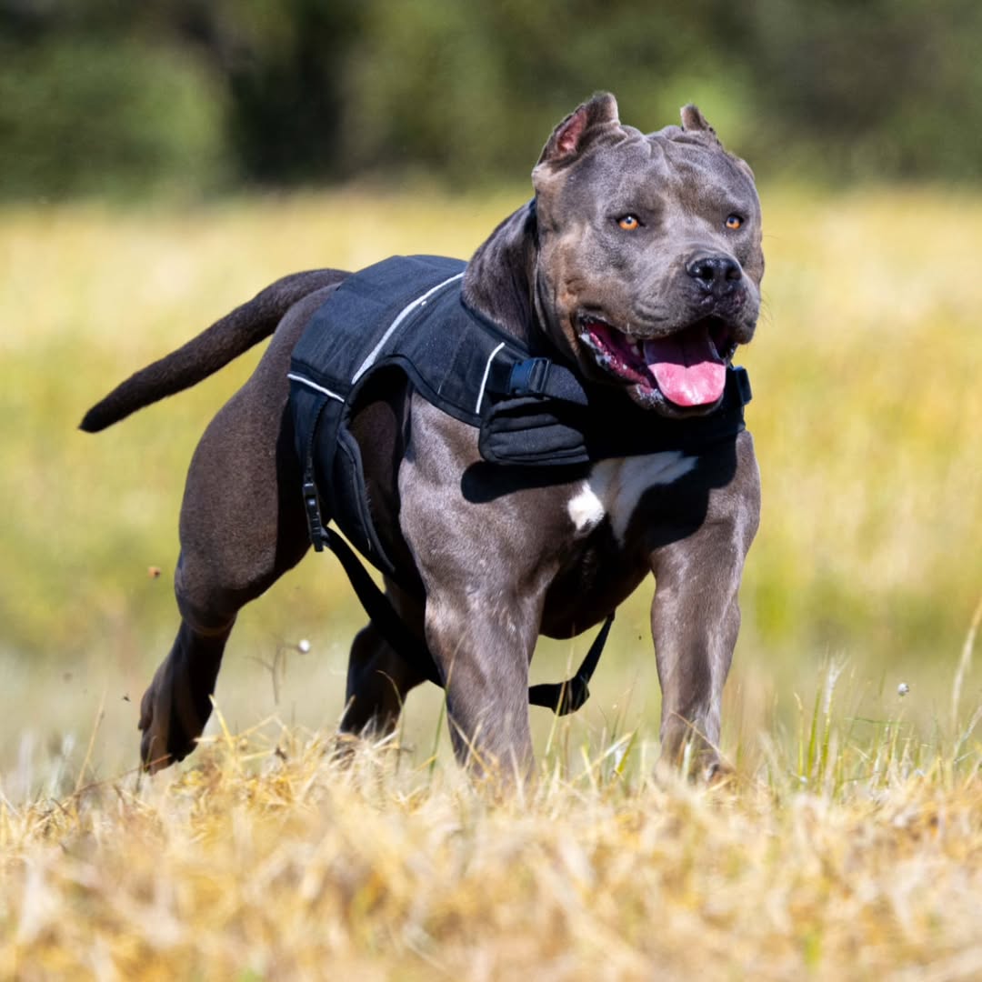 Pitbull Og Utility Vest Tactical Dog Harness Vest With Handle