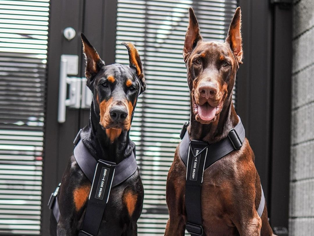 Two Dobermans sitting side by side in Bestia Dog Sport GripPro harnesses