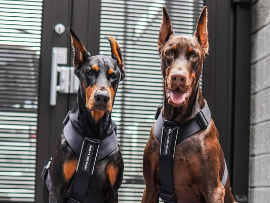 Two Dobermans sitting side by side in Bestia Dog Sport GripPro harnesses