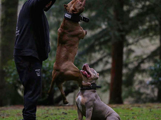 American Bully jumping up beside its handler in a Bestia Dog Sport handle collar, a second bully sitting in front