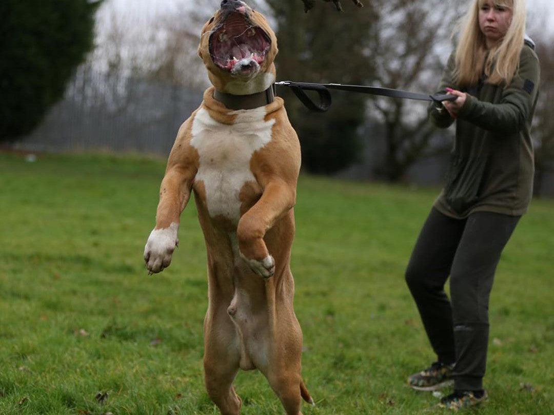 American Bully standing on its hind legs during a training session while the handler holds the lead on a grass field