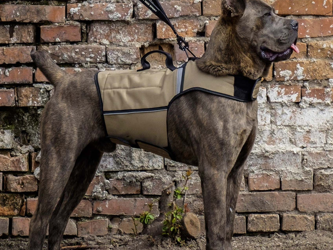 Brindle Cane Corso standing in a khaki Bestia Dog Sport weighted harness, held on a lead against a brick wall