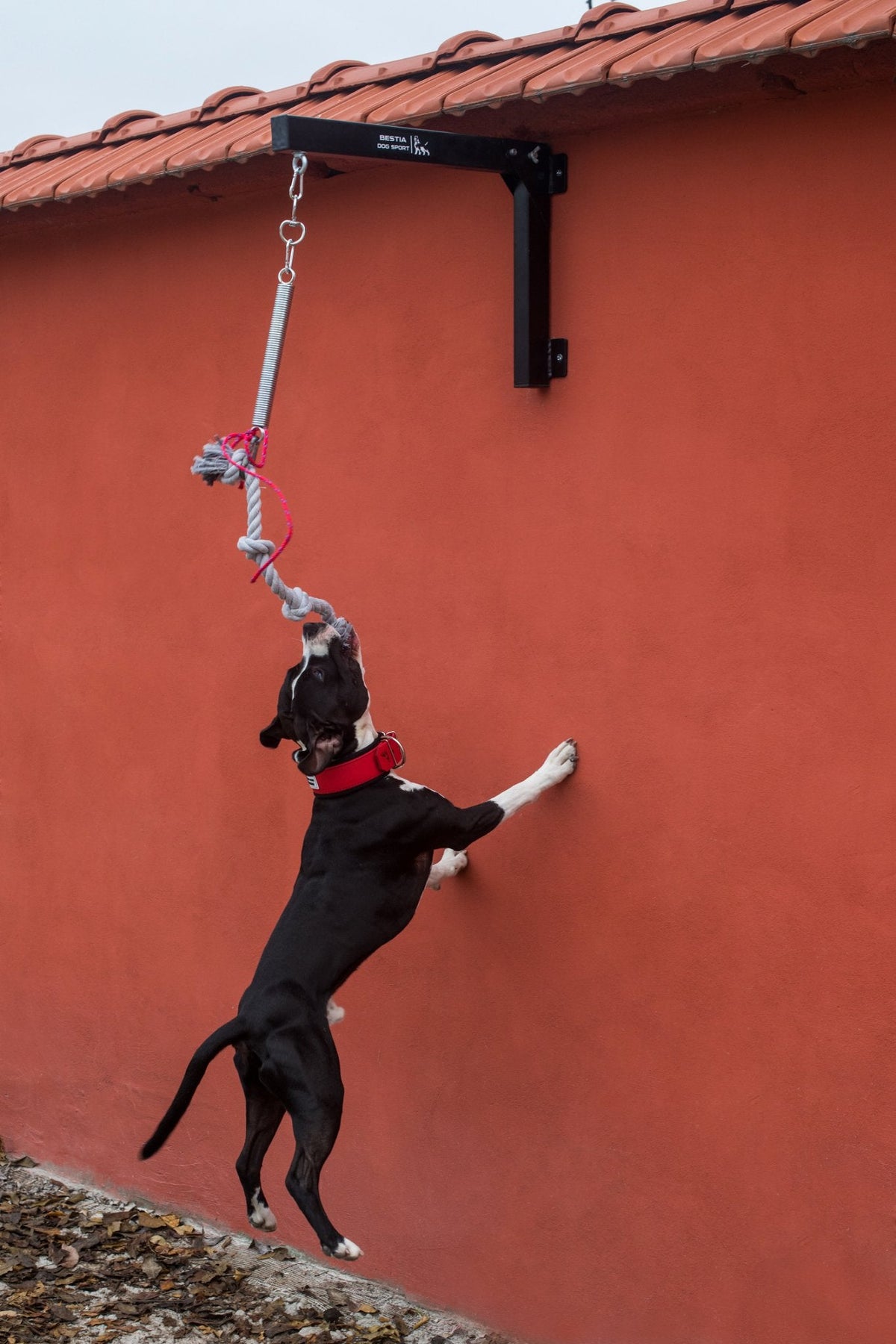 BDS Hundetraining