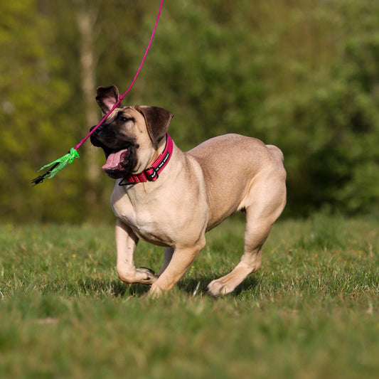 Tan mastiff-type dog running on grass in a Bestia Dog Sport collar