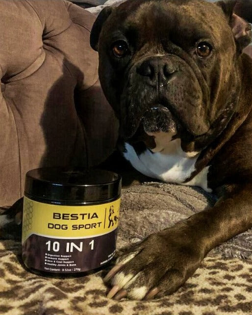 American Bully resting on a couch next to a jar of Bestia Dog Sport 10 in 1 soft chews