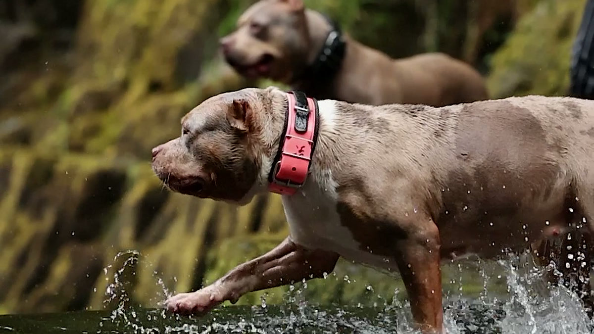 Bully dog in a pink collar striding through river water, a second dog behind
