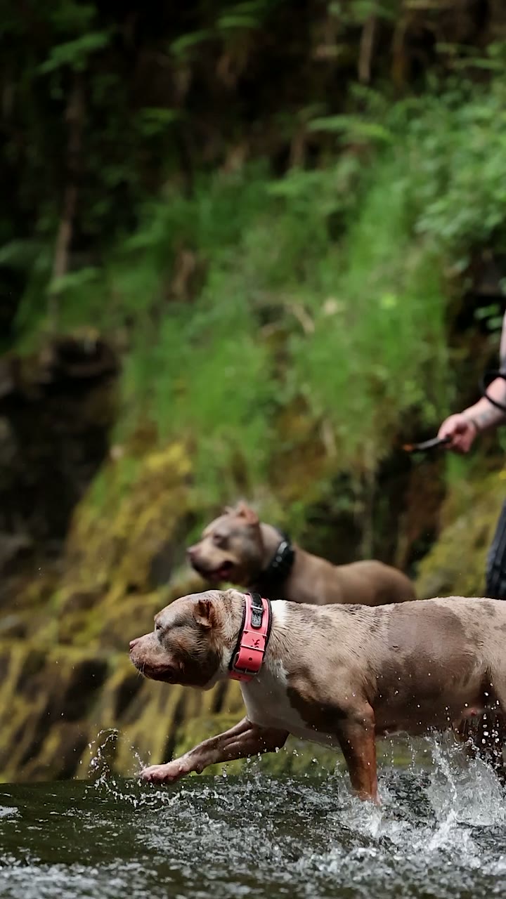 Bully dog in a pink collar striding through river water, a second dog behind