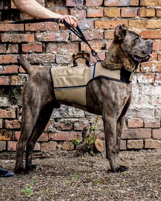 Young brindle Cane Corso standing in a khaki Bestia Dog Sport weighted harness against a brick wall