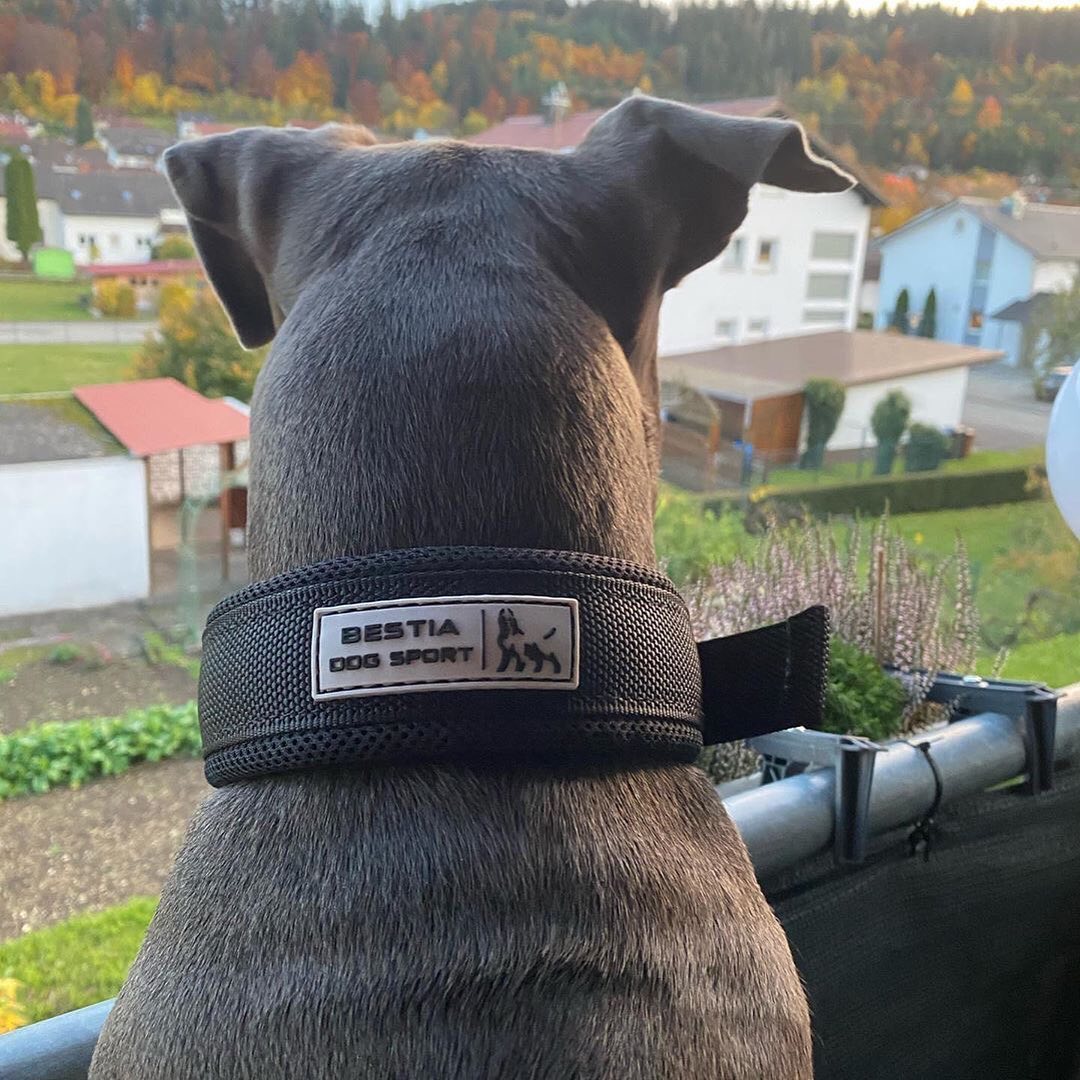 BESTIA DOG SPORT FAST RELEASE COLLAR BLACK & GOLD - Bestia Dog Sport