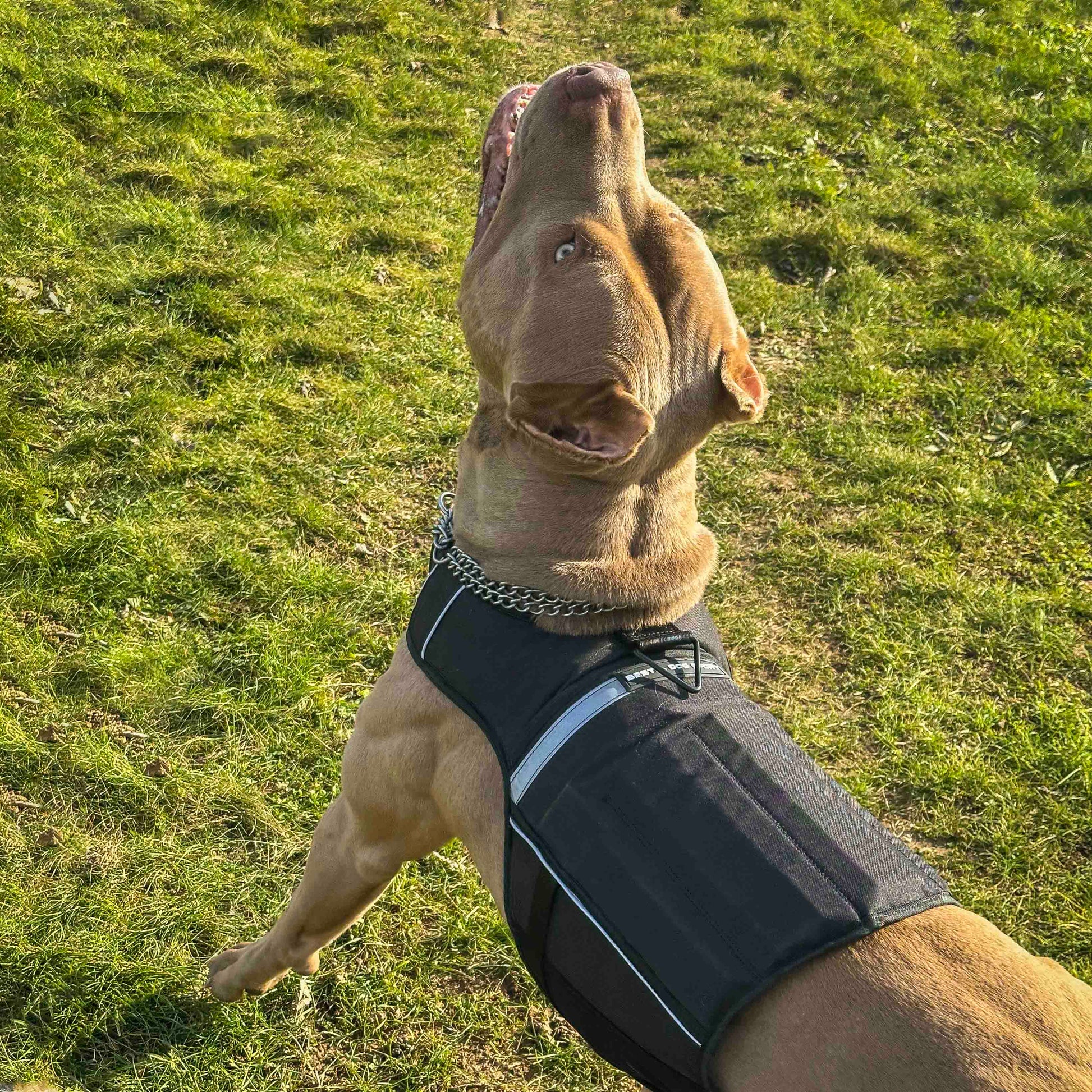 Bestia Dog Sport Weighted Harness